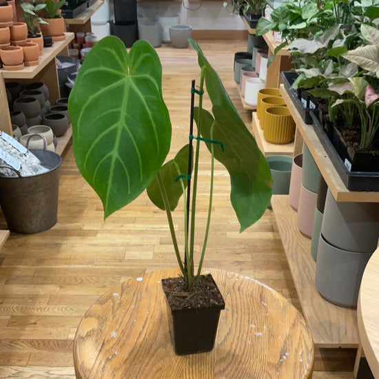 Anthurium Mag Silver