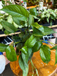 Epipremnum Pinnatum Green