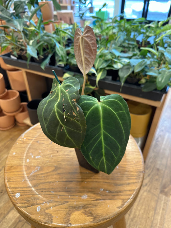 Anthurium Crystallinum x Besseae