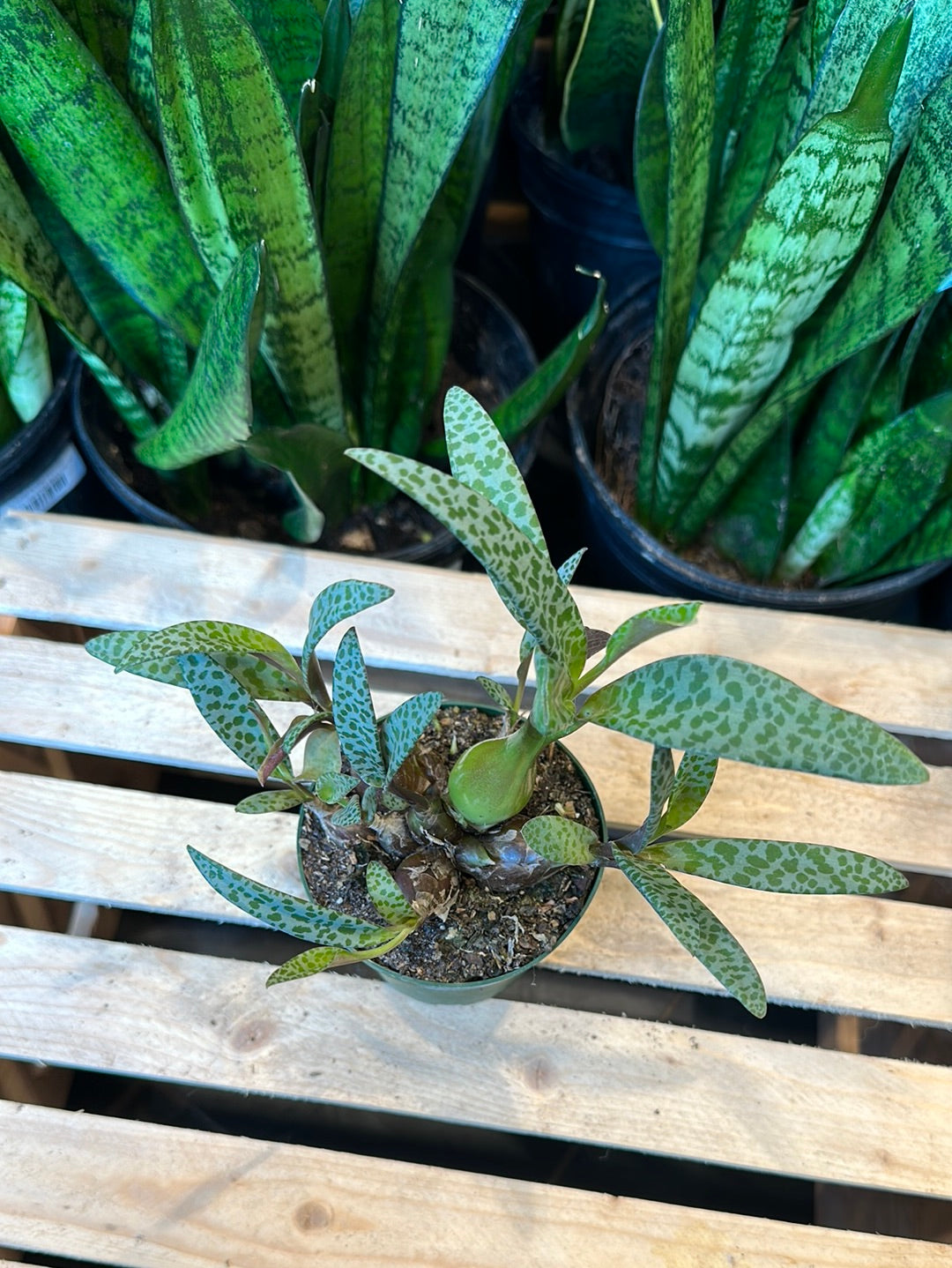 leopard lily indoor plant care Leopard Lily