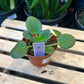 African Violet