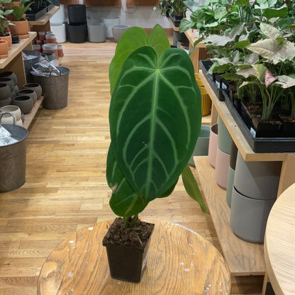 anthurium margaricarpum Anthurium Mag Silver