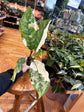 Aglaonema Manila Pride Variegated
