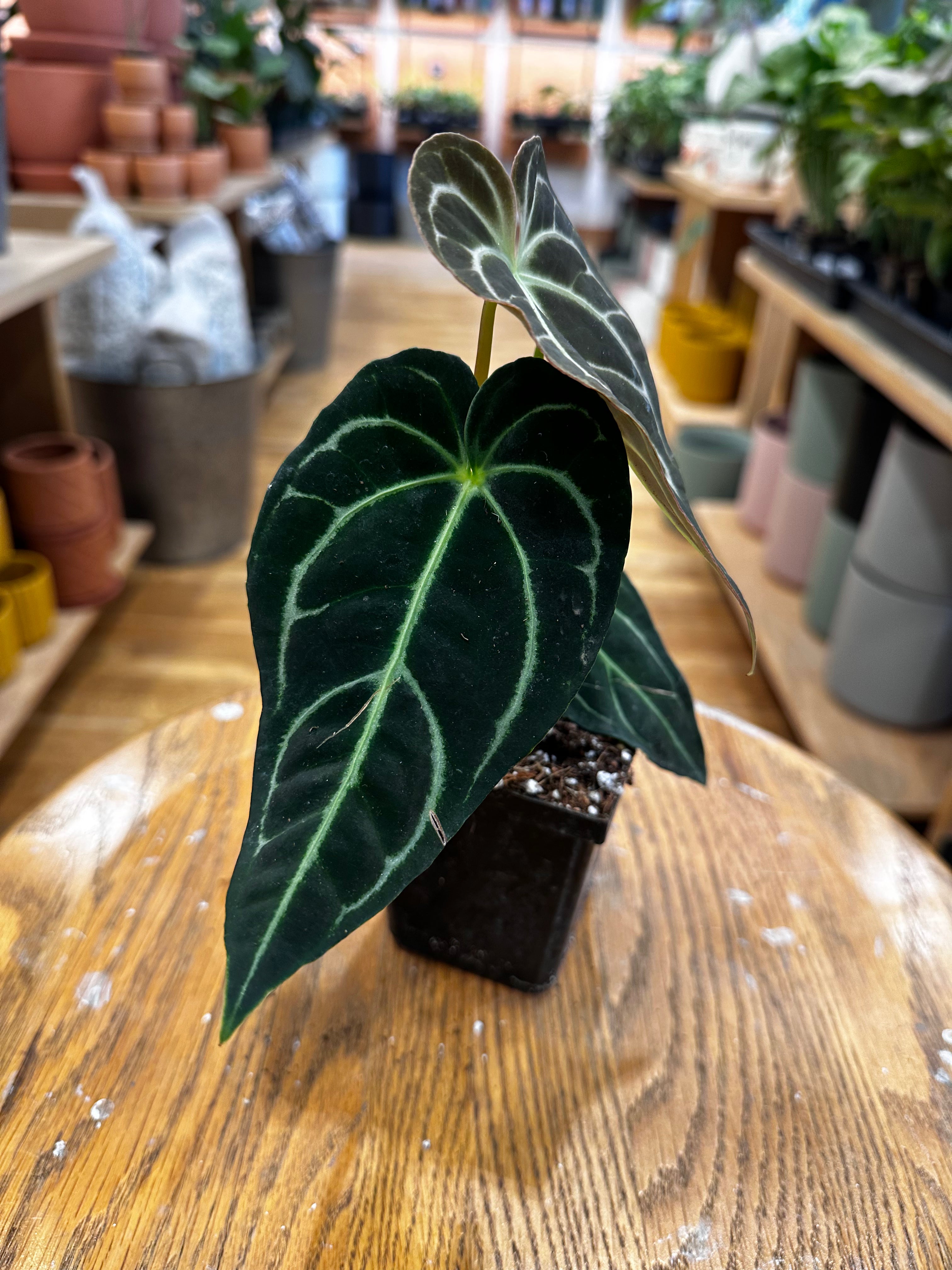 Anthurium Regale x Crystallinum