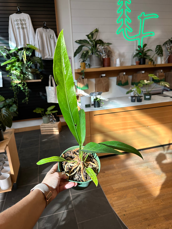 Anthurium Cubense