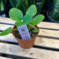 African Violet