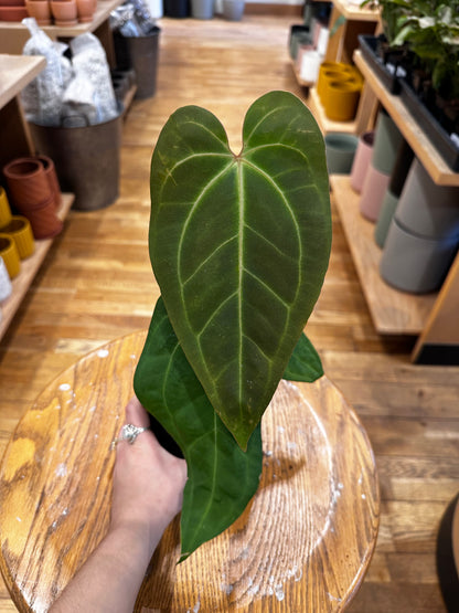 Anthurium (Mag. x Moronense) x Besseae