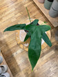 Anthurium Falcatum