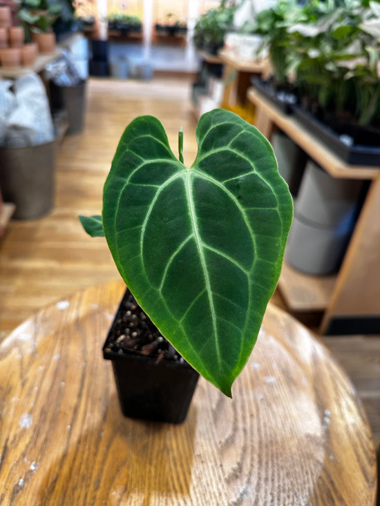 Anthurium Besseae x Velvet Sharp