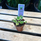 African Violet