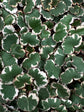 Saxifraga Tricolor