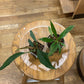 Philodendron Bundle: Pluto + Jungle Boogie