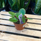 African Violet