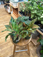 Assorted Aglaonema