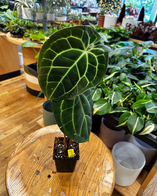 Anthurium Besseae aff