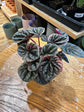 Peperomia Abricos