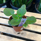 African Violet