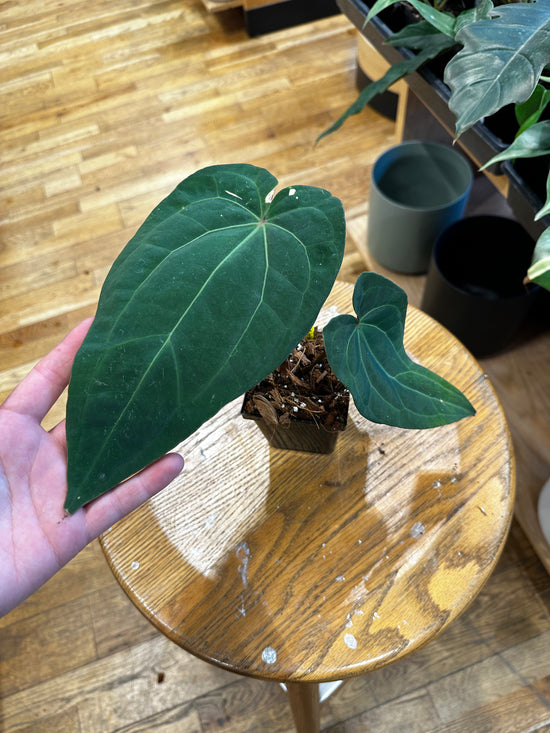 Anthurium Crystallinum x Nigrolaminum