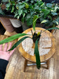 Anthurium Pendens