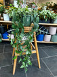 Epipremnum Pinnatum Green