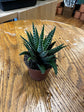 Assorted Haworthia