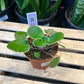 African Violet