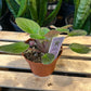 African Violet