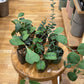 Hoya Bundle: 2 Plant Mystery Bundle