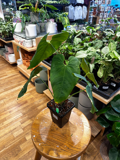 Anthurium Marmoratum
