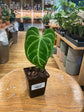 Anthurium Regale