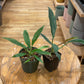 Philodendron Bundle: Pluto + Jungle Boogie
