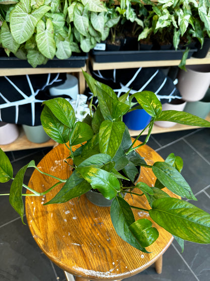 Epipremnum Pinnatum Green