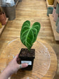 Anthurium Regale