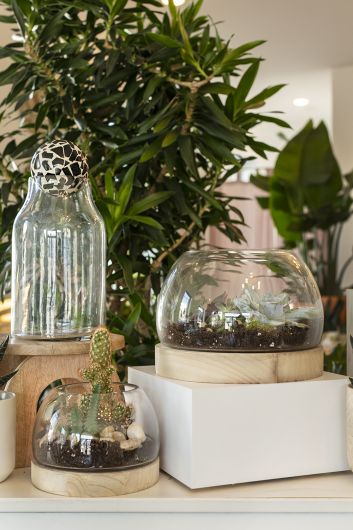 Jonah Terrarium
